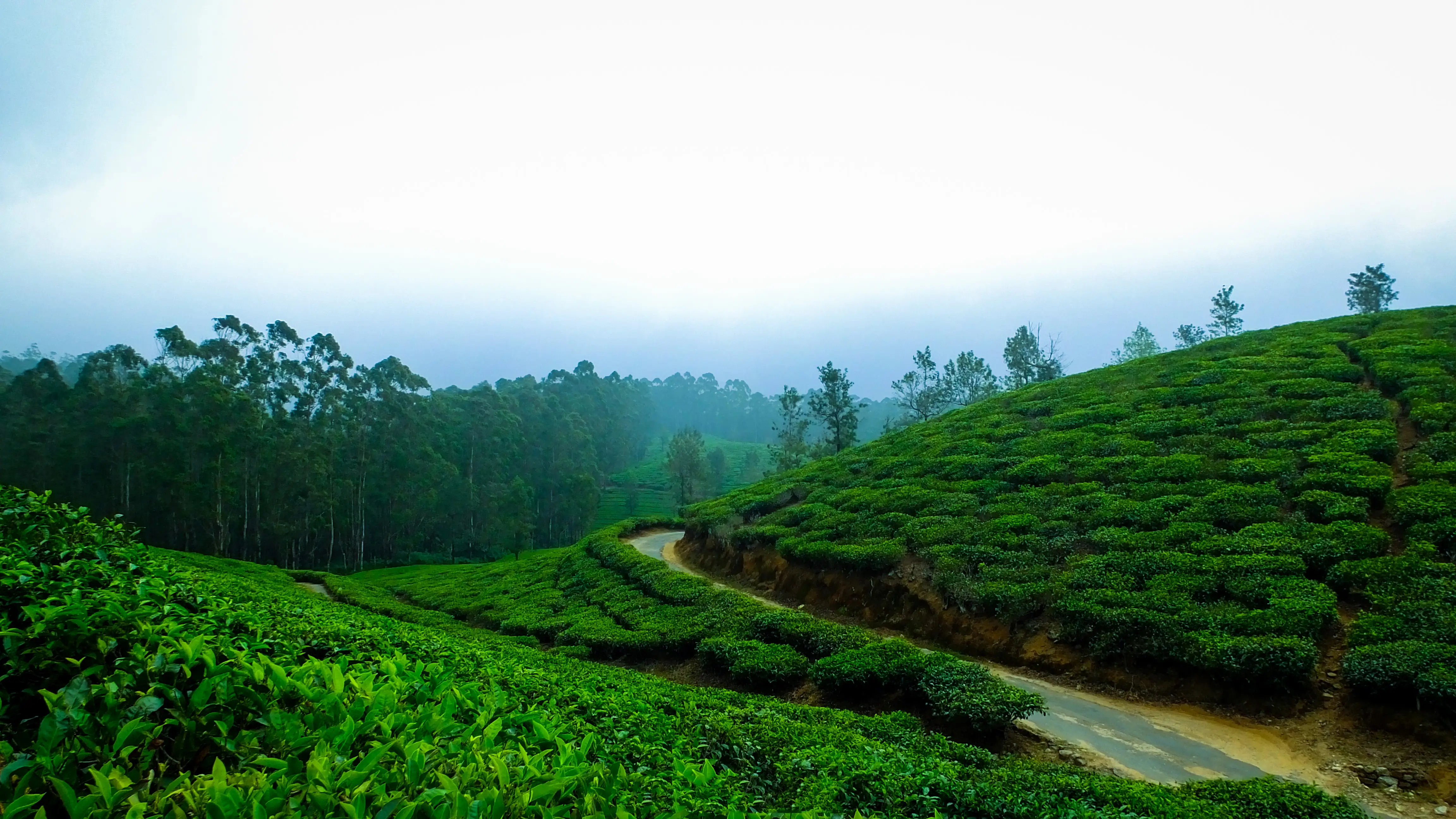 Tea plantations Munnar